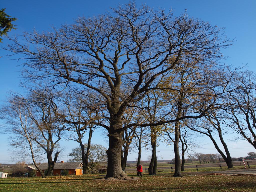 Rezydencje magnackie i dwory szlacheckie w Polsce dwory.cal.pl